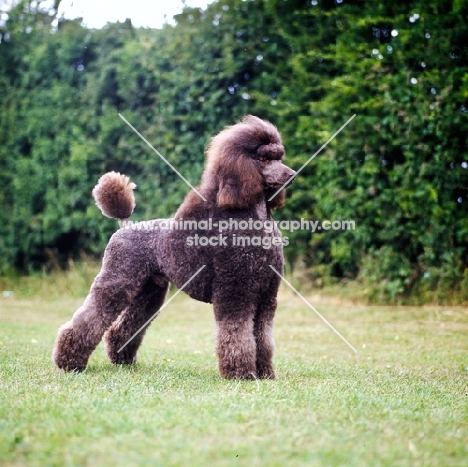 brown standard poodle, backlit, standing against greenery