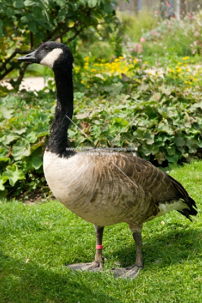 canadian geese in a garden