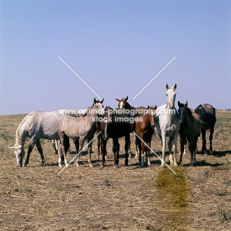 taboon of tersk mares & foals at stavropol stud, russia