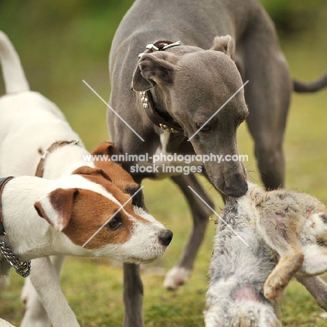 Whippet with hare