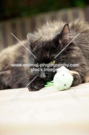 cat playing with plastic toy