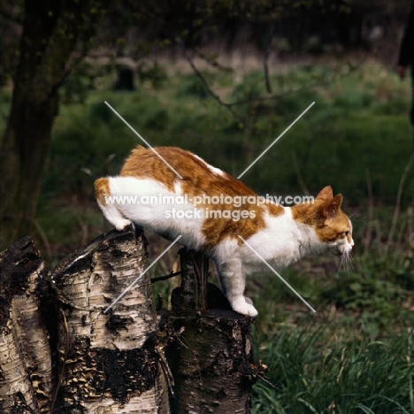 manx cat climbing over log