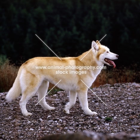  ch forstal's noushka, siberian husky walking 