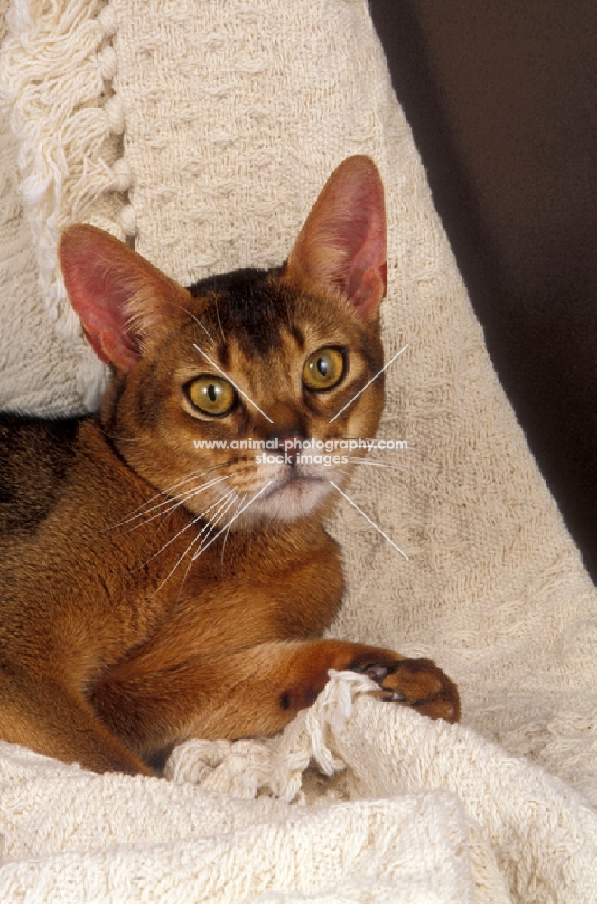 ruddy abyssinian lying on a throw