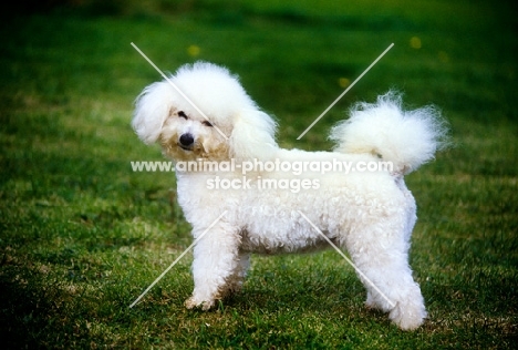 bichon frise