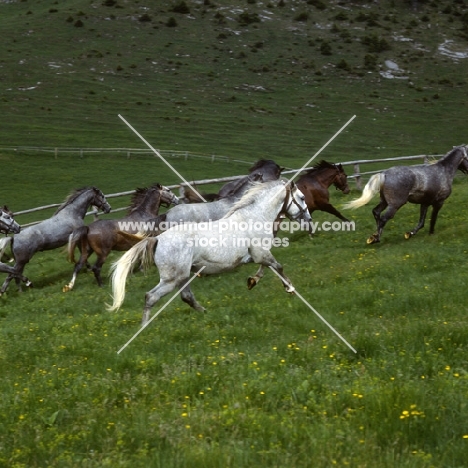 Lipizzaner colts at stubalm, piber galloping