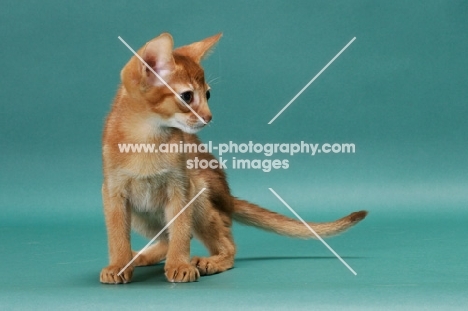 Sorrel (Red) Abyssinian kitten in studio