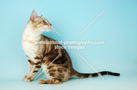 snow marble bengal cat sitting