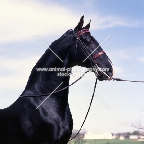 Jamestown, American Saddlebred stallion head and shoulders 