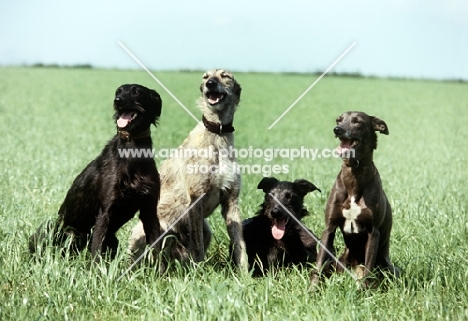 four lurchers obediently sitting in line