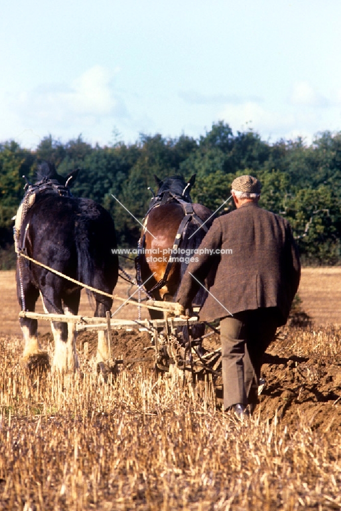 two shire horses and a man ploughing a field