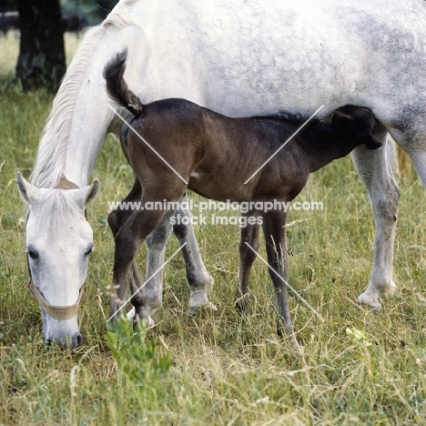 lipizzaner mare at lipica with foal suckling
