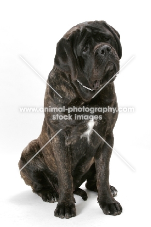 Brindle Mastiff