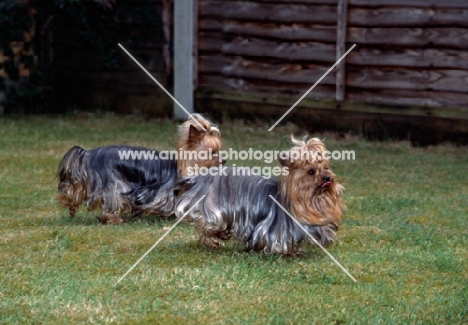 two yorkshire terriers running together on a lawn 