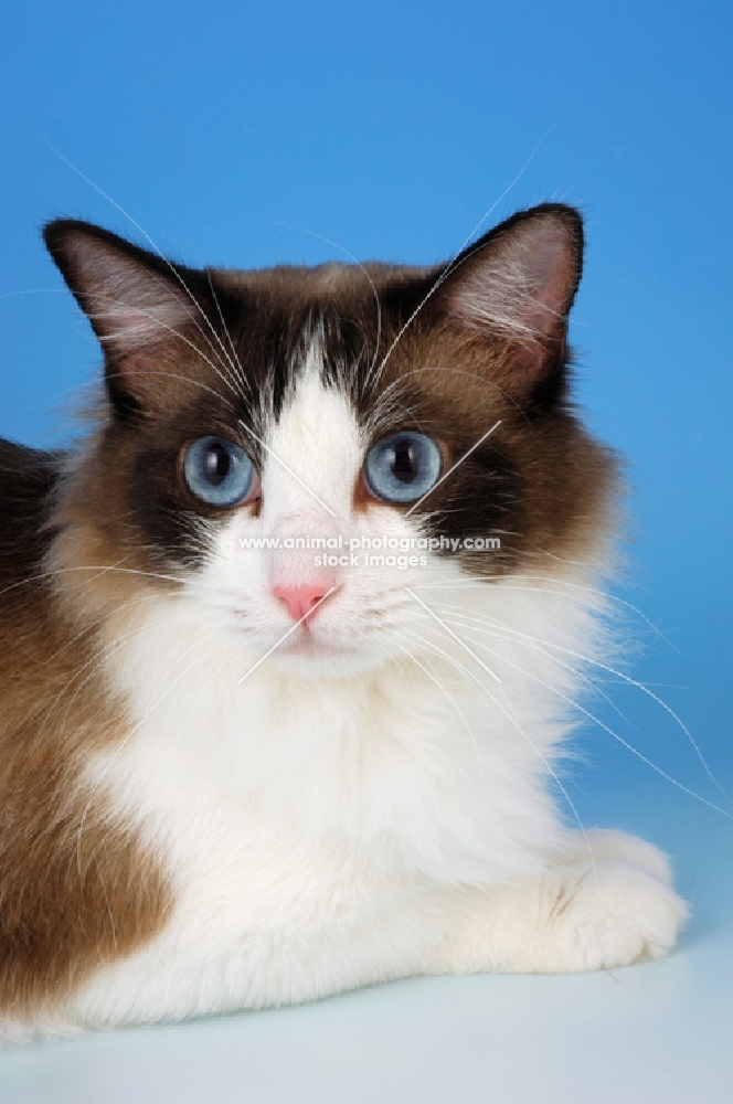 seal bi-coloured ragdoll cat portrait