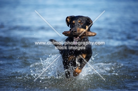 black and tan dobermann cross retrieving stick from blue water and jumping