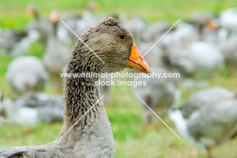 geese in the south of france