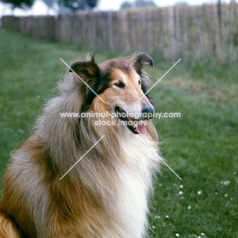 rough collie portrait