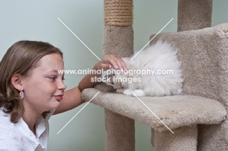 girl with Ragdoll kitten