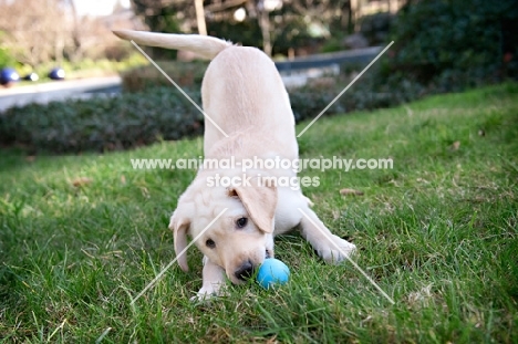 labrador retriever puppy playing with ball