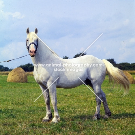 irish draught stallion in ireland