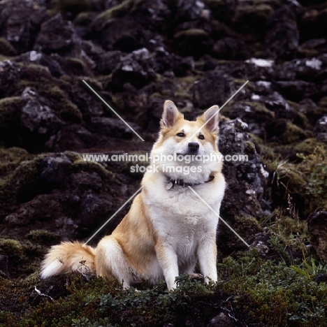 iceland dog sitting by berry bush among lava rocks in iceland