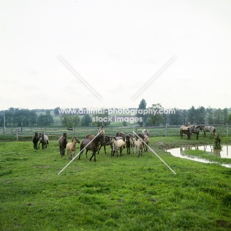 group of konik ponies, mares and foals in poland