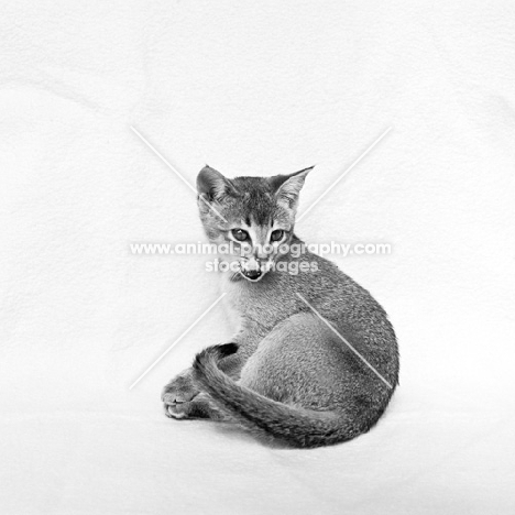 abyssinian kitten