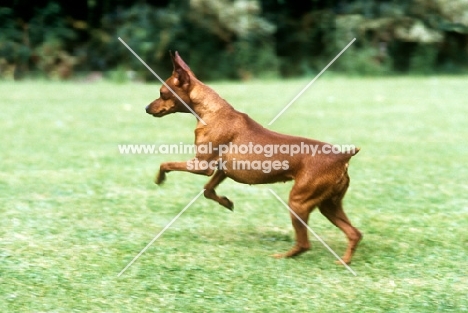 miniature pinscher prancing