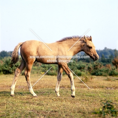 foal waking on a common