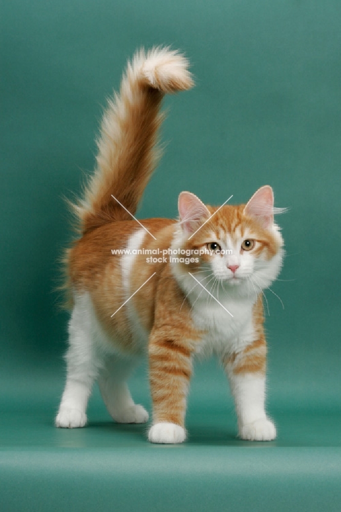 Siberian on green background, Red Mackerel Tabby & White, tail up
