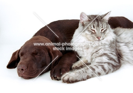 Chocolate Labrador resting next to cat