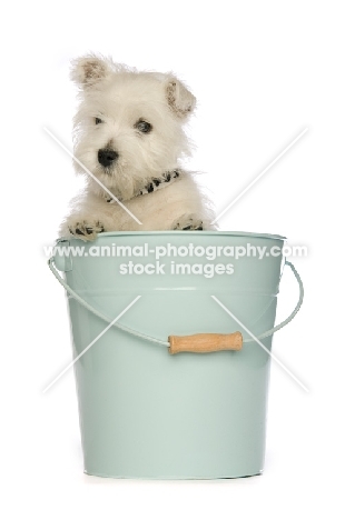 West Highland White puppy in a green bucket, isolated on a white background 