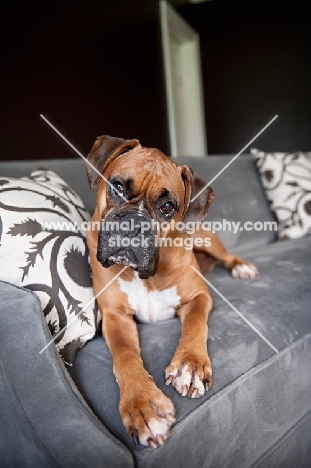 boxer lying on couch