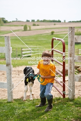 Holstein calf with boy