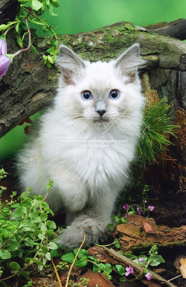 ragdoll kitten