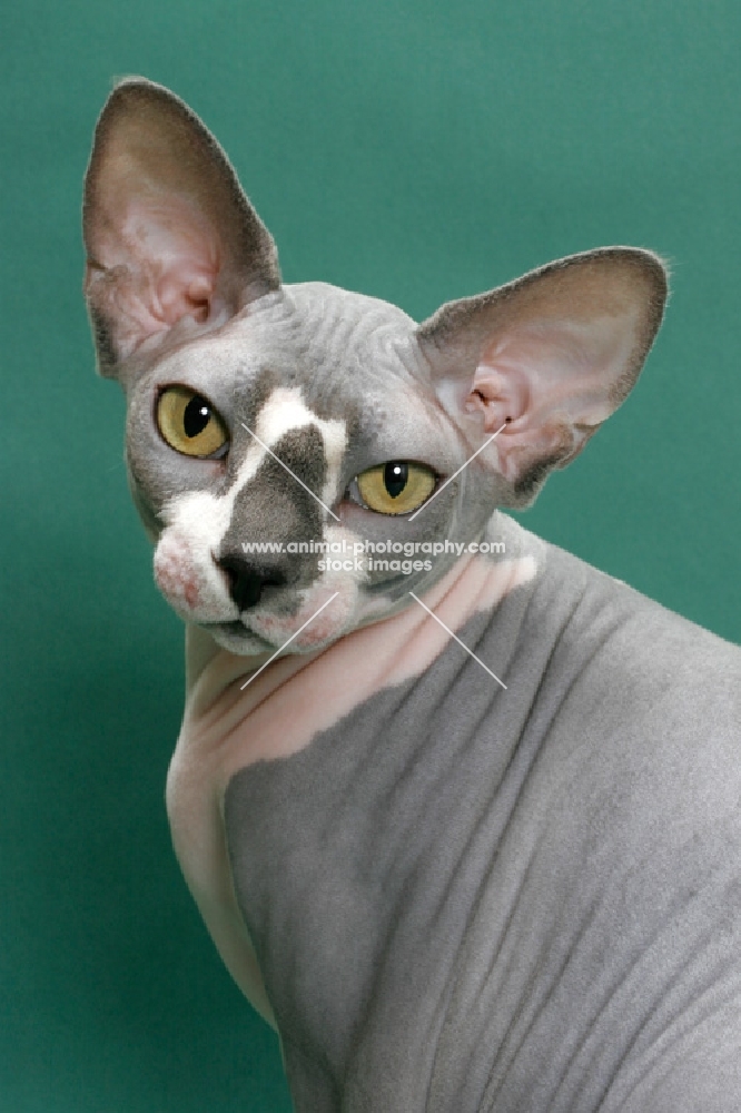 Blue & White Sphynx portrait