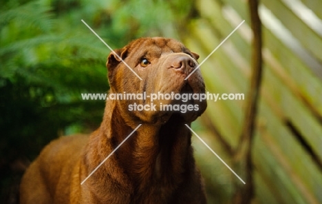 brown Shar Pei