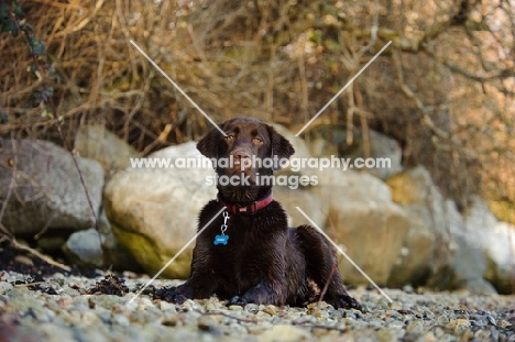 Chocolate Lab lying on shore with rocks as background.