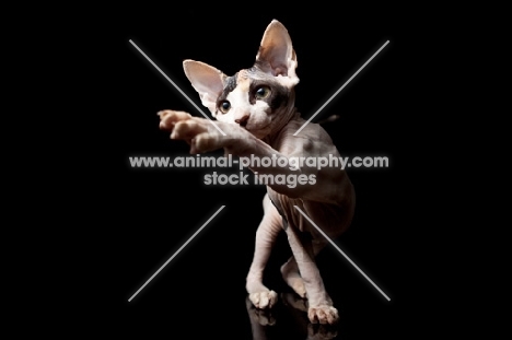 sphynx kitten reaching over