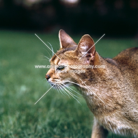 canadian abyssinian cat, head study against grass