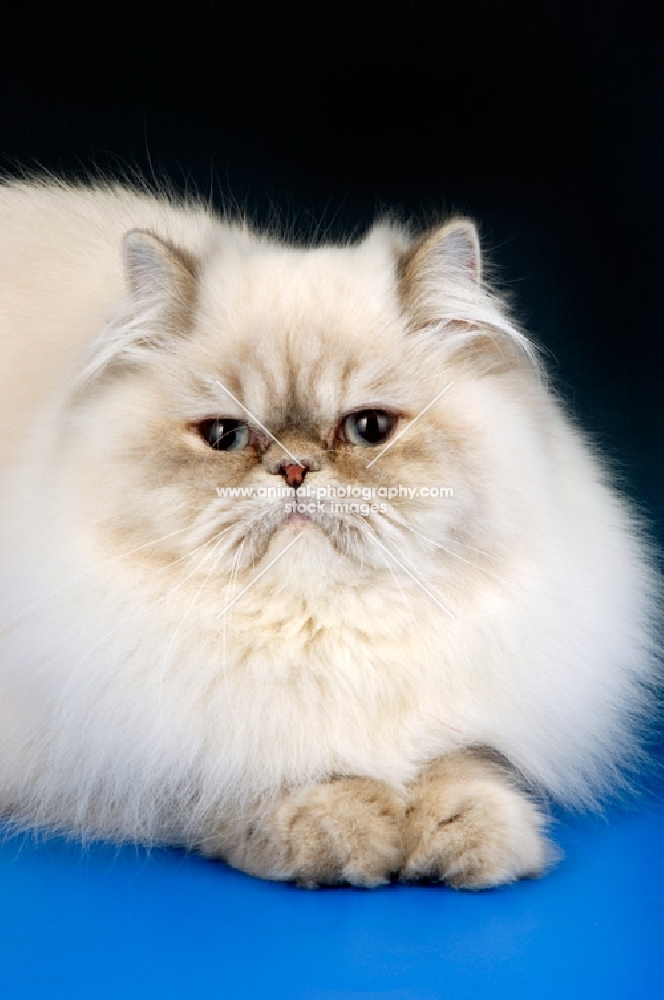 lilac colourpoint himalayan cat, portrait. (Aka: Persian or Himalayan)