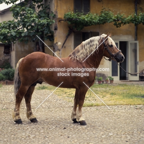 Impero, Avelignese stallion