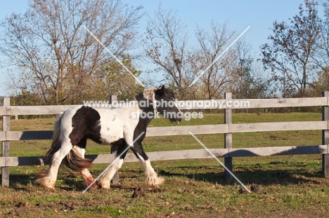 Gypsy Vanner walking near fence