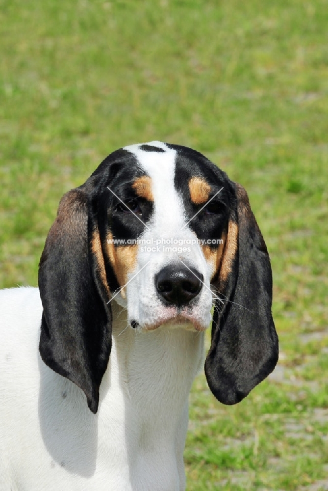 Berner Laufhund (Bernese Hound)