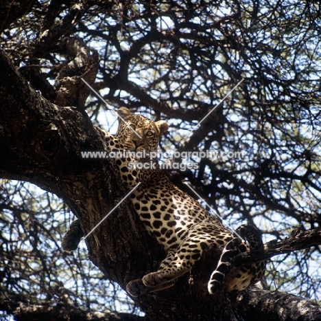 leopard in a tree in east africa