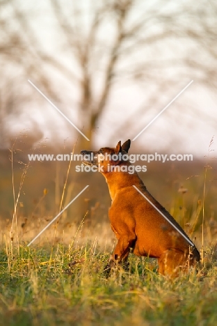 Thailand Ridgeback sitting in field