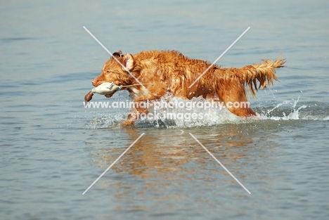 nova scotia duck tolling retriever with duck dummy