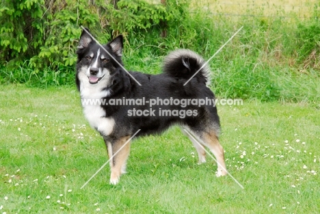 Iceland Dog on grass