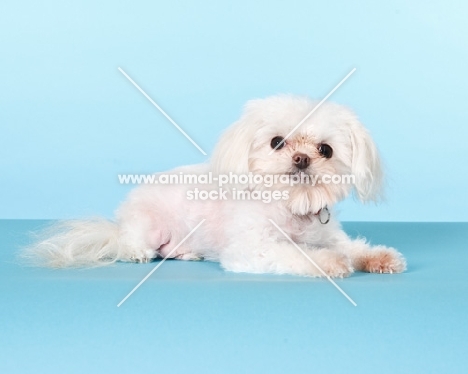 mongrel, maltese mix